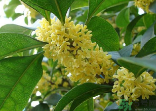桂花是什么顏色？桂花有幾種顏色？