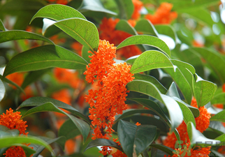 桂花是什么顏色？桂花有幾種顏色？