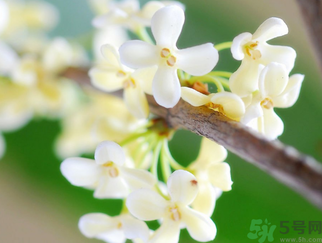 桂花是什么顏色？桂花有幾種顏色？