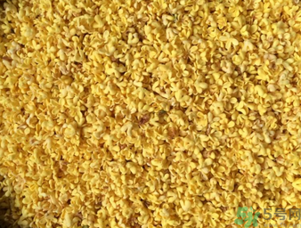 桂花可以做枕頭嗎？桂花做枕頭有什么功效？