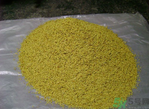 桂花可以做枕頭嗎？桂花做枕頭有什么功效？