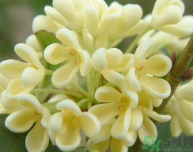桂花怎么做香水？新鮮桂花怎么做香水？