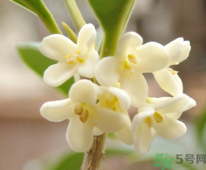 桂花怎么做香水？新鮮桂花怎么做香水？
