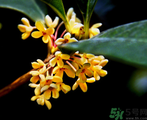 桂花怎么做香水？新鮮桂花怎么做香水？