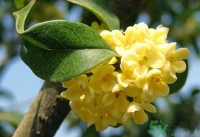桂花不開花是什么原因？桂花不開花怎么辦？
