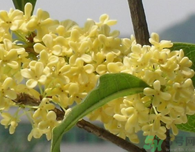 桂花不開花是什么原因？桂花不開花怎么辦？