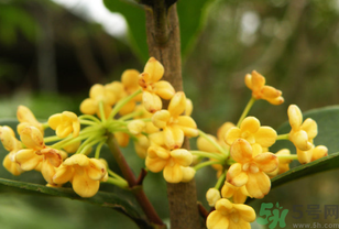 桂花不開花是什么原因？桂花不開花怎么辦？