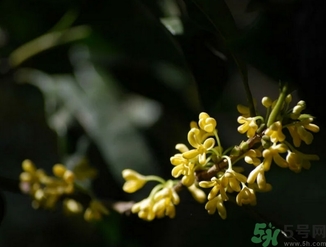 桂花酒的保質(zhì)期是多少？桂花酒過(guò)期了能喝嗎？