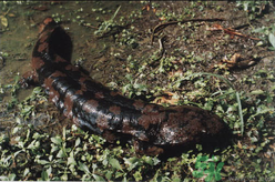 野生娃娃魚(yú)多少錢(qián)一斤？野生娃娃魚(yú)多少錢(qián)一條？