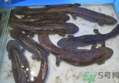 野生娃娃魚(yú)多少錢(qián)一斤？野生娃娃魚(yú)多少錢(qián)一條？