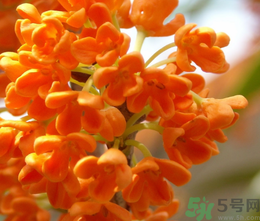 桂花和茶葉能一起泡嗎？桂花能和茶葉一起泡嗎？