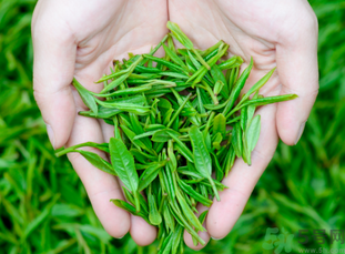桂花和茶葉能一起泡嗎？桂花能和茶葉一起泡嗎？