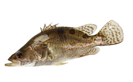 怎樣吃魚(yú)最有營(yíng)養(yǎng)？喝魚(yú)湯會(huì)致高脂血癥嗎？