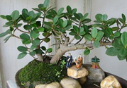 桂花樹可以種在室內(nèi)嗎？桂花樹適合在室內(nèi)嗎？