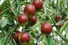 冬棗能泡茶喝嗎？泡茶喝用干冬棗好還是新鮮冬棗好？
