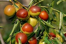 冬棗能泡茶喝嗎？泡茶喝用干冬棗好還是新鮮冬棗好？