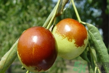 吃冬棗能補(bǔ)血嗎？吃冬棗為什么能補(bǔ)血？