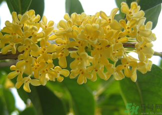 桂花和菊花可以一起泡茶嗎？桂花可以和能一起喝嗎？