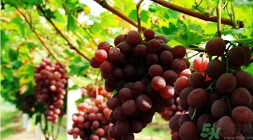 吃紅提會(huì)上火嗎？怎樣吃紅提不上火？