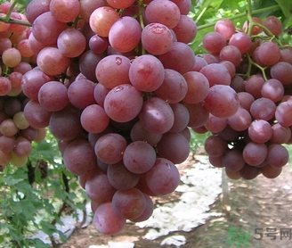 吃紅提要?jiǎng)兤?？紅提皮可以吃嗎？