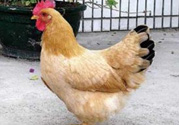 三黃雞多少錢一斤？三黃雞多少錢一只？