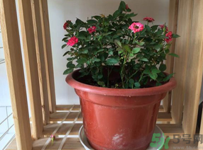 月季花可以放在室內(nèi)嗎？月季花放在室內(nèi)好嗎？