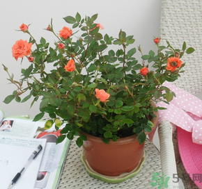 月季花可以放在室內(nèi)嗎？月季花放在室內(nèi)好嗎？