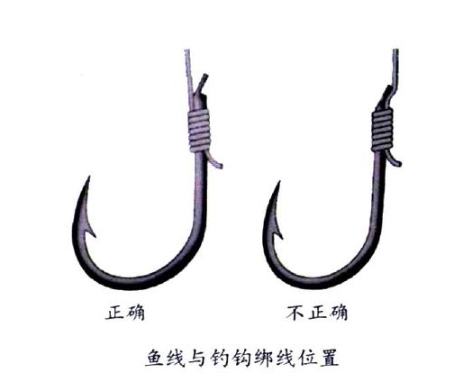 釣鯉魚(yú)用幾號(hào)鉤？釣鯉魚(yú)用什么鉤？
