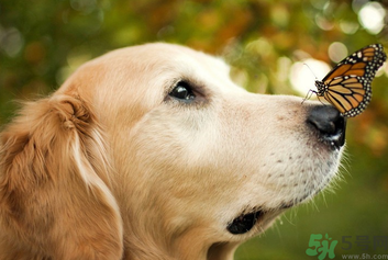 狂犬病的潛伏期最長多長？狗咬了會得狂犬病嗎？