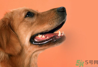 狂犬病的潛伏期最長多長？狗咬了會得狂犬病嗎？