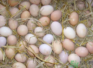 鴨蛋和雞蛋哪個(gè)營養(yǎng)價(jià)值高？鴨蛋和雞蛋的區(qū)別