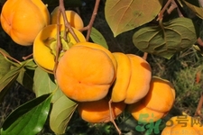 柿子和香蕉能一起吃嗎？柿子和香蕉一起吃會中毒嗎？