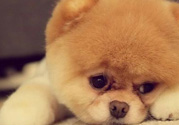 狂犬病的潛伏期最長多長？狗咬了會得狂犬病嗎？