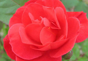 月季花可以放在室內(nèi)嗎？月季花放在室內(nèi)好嗎？