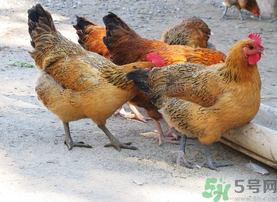土雞多少錢一斤？土雞多少錢一只？
