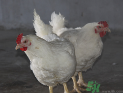 肉雞多少錢一斤？肉雞價(jià)格行情