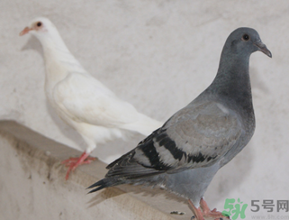 鴿子多少錢一只？鴿子多少錢一斤？