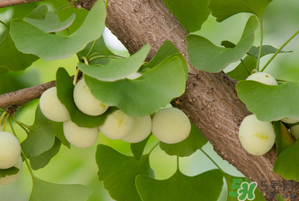 吃白果有什么好處和壞處？吃白果有什么作用？