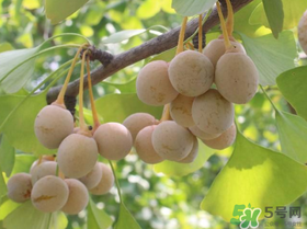 吃白果會過敏嗎？吃白果過敏了怎么辦？