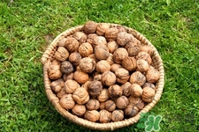 膽結(jié)石能吃核桃嗎？吃核桃能治膽結(jié)石嗎？