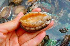 新鮮鮑魚可以放多久？活鮑魚怎樣存放時間更長？