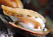 男人吃鮑魚能補腎嗎？腎虛能吃鮑魚嗎？