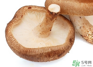 香菇根能吃嗎？香菇的根可以吃嗎？