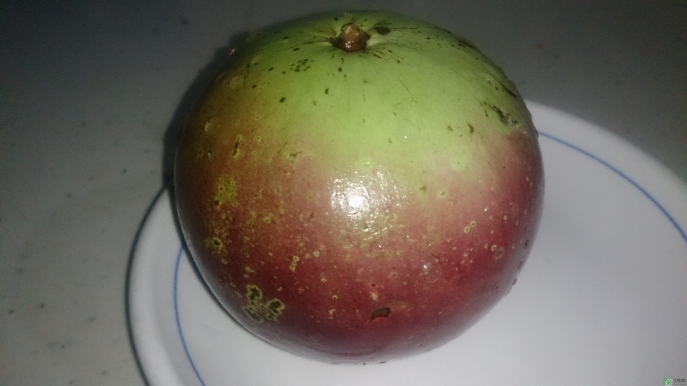 牛奶果怎么吃？牛奶果的功效與作用