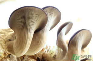 平菇不能和什么一起吃？平菇不能與什么同食？