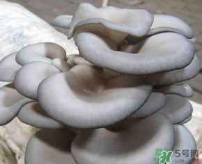 平菇可以放冰箱嗎？平菇在冰箱可以放幾天？