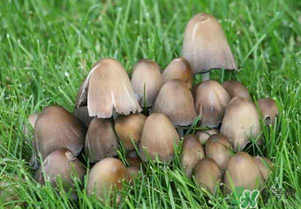 草菇不能和什么一起吃？草菇和什么相克？