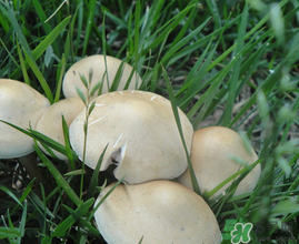 草菇不能和什么一起吃？草菇和什么相克？