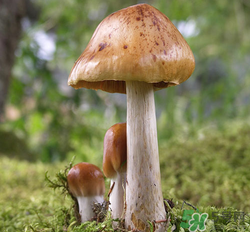 蘑菇可以放冰箱嗎？蘑菇放冰箱長毛了能吃嘛？