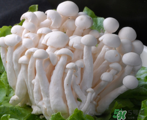白玉菇孕婦能吃嗎？孕婦可以吃白玉菇嗎？
